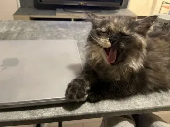 ピリ 様のお迎えした子猫