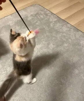 もり 様のお迎えした子猫