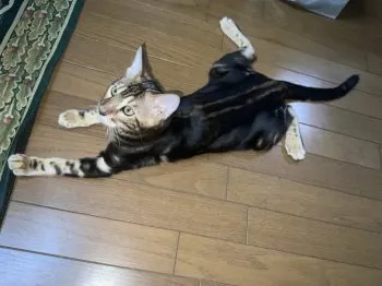 D.K 様のお迎えした子猫