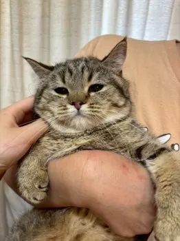 むむむ 様のお迎えした子猫