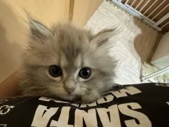 mine 様のお迎えした子猫