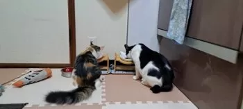 ハヤカワ 様のお迎えした子猫