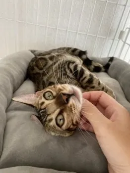 ★ 様のお迎えした子猫