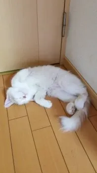 やちねこ 様のお迎えした子猫