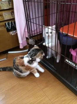 ふゆみ 様のお迎えした子猫