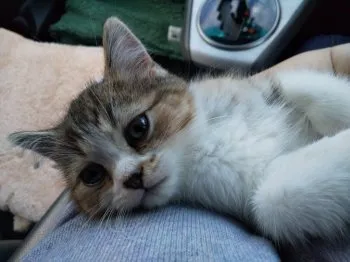 みぃみ 様のお迎えした子猫