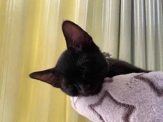 ちびまろ 様のお迎えした子猫