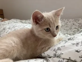 sachio. 様のお迎えした子猫