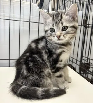 ツバサ 様のお迎えした子猫