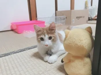 あゆむ 様のお迎えした子猫