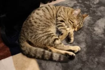 M 様のお迎えした子猫