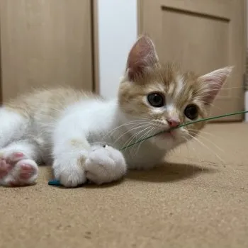 M 様のお迎えした子猫