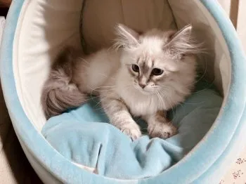 M.M 様のお迎えした子猫