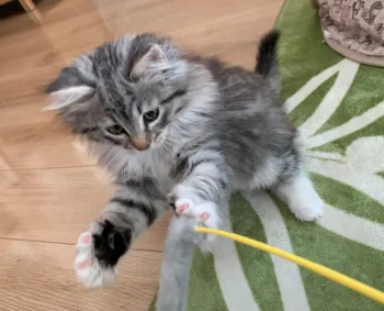 にこねねあんのママ 様のお迎えした子猫