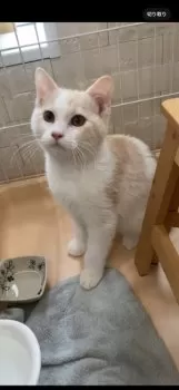 Y.K 様のお迎えした子猫