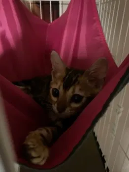 K.M 様のお迎えした子猫