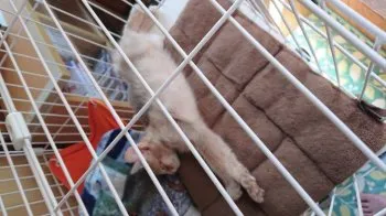 うに 様のお迎えした子猫