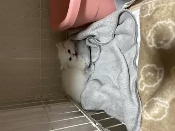 S.K 様のお迎えした子猫
