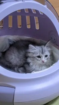 T.H 様のお迎えした子猫