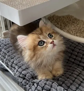 M 様のお迎えした子猫