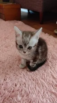 たまちゃん 様のお迎えした子猫