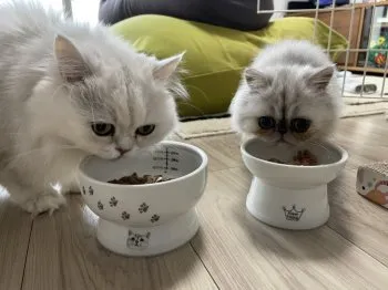 M.C 様のお迎えした子猫