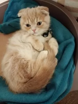 あお 様のお迎えした子猫