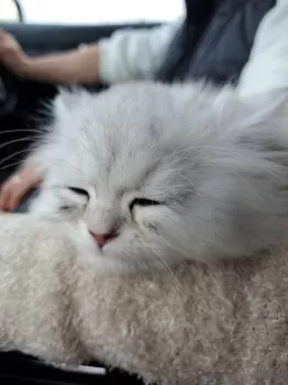 ここあ 様のお迎えした子猫