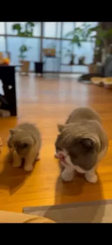 マーブリン 様のお迎えした子猫