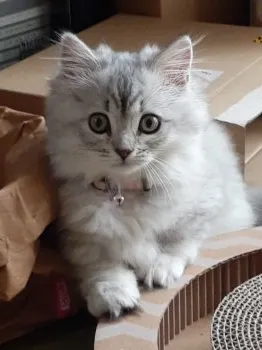 むぎまる 様のお迎えした子猫