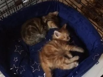 美波 様のお迎えした子猫