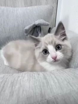 土屋 様のお迎えした子猫