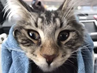 猫丸 様のお迎えした子猫