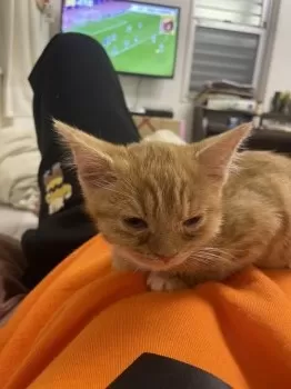 K.Ｉ 様のお迎えした子猫