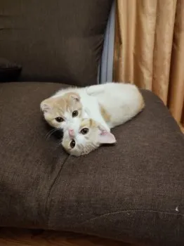 すてぷー 様のお迎えした子猫