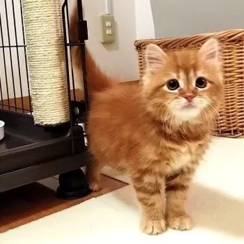 みかん 様のお迎えした子猫