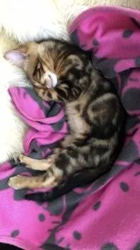 まいまい 様のお迎えした子猫