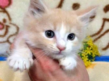 ひな 様のお迎えした子猫