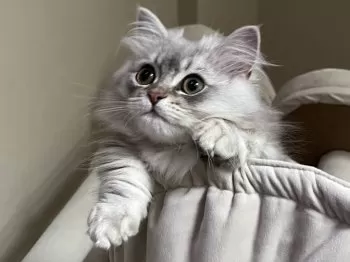 M.S 様のお迎えした子猫
