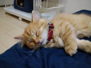 猫好き男爵 様のお迎えした子猫