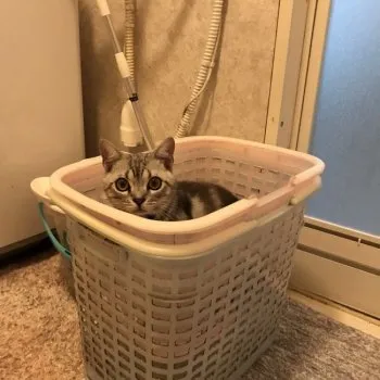 めい 様のお迎えした子猫