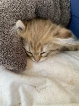 くぅママ 様のお迎えした子猫