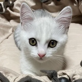 東のう 様のお迎えした子猫