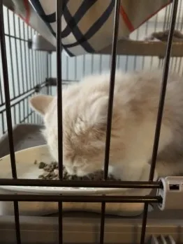 なおナオ 様のお迎えした子猫
