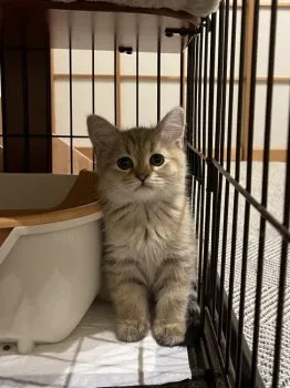 K.M 様のお迎えした子猫