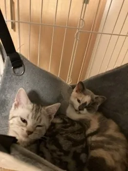 あーちゃん 様のお迎えした子猫