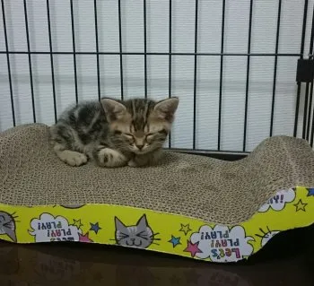 Nana 様のお迎えした子猫