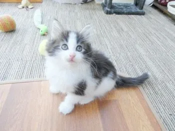 M.K 様のお迎えした子猫