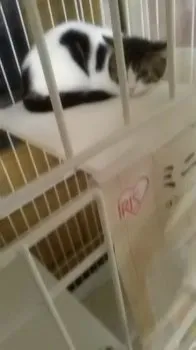 cats 様のお迎えした子猫