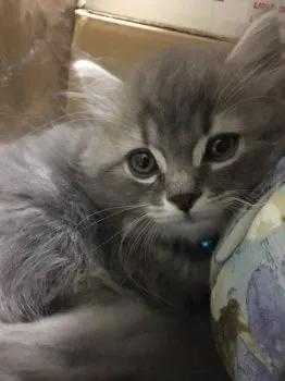 CREA 様のお迎えした子猫
